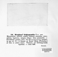 Image of Orbilia calamaria